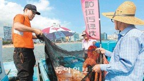 해운대 해수욕장 해파리 퇴치 작전