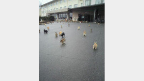 초급 사냥터, 국내 도입되면 바뀐 제목! “원래 제목은?”