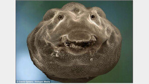 올챙이 확대 사진 공개…“진짜 못생겼다”