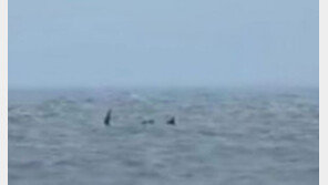 英 휴양지 바다괴물, 지구상 두번째 큰 돌묵상어라고?