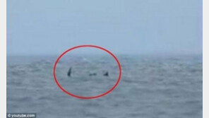 ‘英 휴양지 바다괴물’ 진짜 괴물일까? 궁금증 증폭
