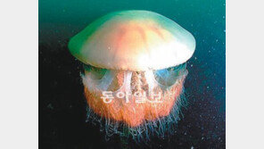 [광주/전남]中서 몰려오는 해파리떼, 길목을 막아라