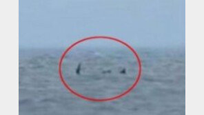英 휴양지 바다괴물 영상포착, 정체는?