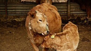 ‘직장인 동물 비유’ 나는 어떤 동물일까?