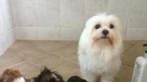 애완동물 샤워 전 후 ‘폭소’… “남자는 머리빨~ 동물들은 털빨?”