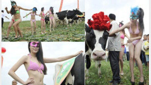 ‘젖소 대회’ 비키니 카우걸 등장… “미녀 동원한 상술” 논란