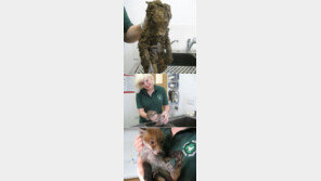 개를 씻겨보니… “이런 강아지 같은 여우를 봤나”