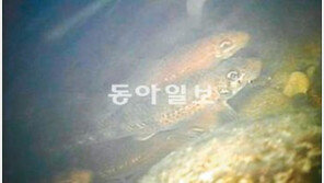 [부산/경남]희귀어종 ‘모래주사’ 산란모습 첫 포착