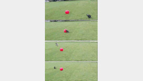 ‘양학선 닮은 개’ 등장…‘화려한 공중제비 기술’ 폭소 