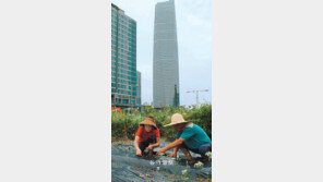 [인천/경기]도심 속 텃밭의 ‘가을준비’