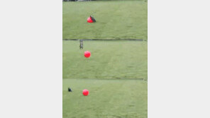 양학선 닮은 개, 애견계의 금메달리스트? “너구리 지원해줘야 할 듯”