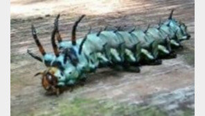 [영상] 악마 애벌레, 붉은 뿔에 찔리면…