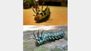 [영상] 악마 애벌레, 무시무시한 뿔이 특징, “자라서 뭐 되나 보니…” 