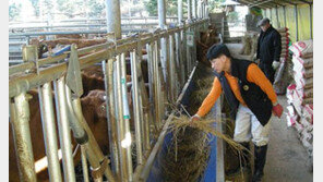 아버지가 키운 소, 아들이 파는 집 '설악한우마을'