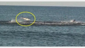 ‘상어떼 저녁식사’ 진귀한 풍경에 누리꾼 화들짝