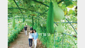 [광주/전남]가을이 주렁주렁