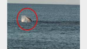 [영상] 상어떼 저녁식사, “정말 보기 드문 진풍경!”