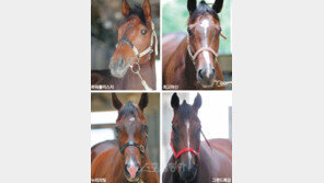 토종 3세 공주마 “여왕 자리는 내 것”