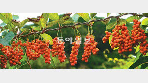 [O2/Life]오미자 수확 앞둔 문경 동로면 ‘효종원’ 가보니