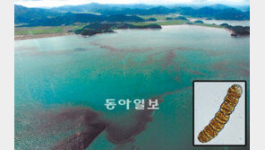 [O2/이슈]비야, 녹조에 퍼부어라… 태풍아, 적조에 몰아쳐라