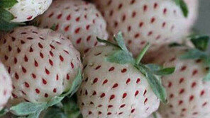 색깔 반전 딸기, 씨가 붉은색? ‘깜짝’