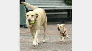 동생 꺼 뺏는 형… “사람이나 동물이나 형제들은 다 똑같네~”