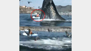 바로 뒤에서 고래가 점프한다면?… 보기만 해도 심장이 벌렁