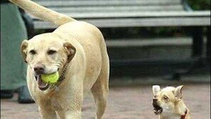 동생 꺼 뺏는 형, “재미도 없고 감동도 없다!”