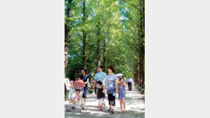 [광주/전남]쭉 뻗은 메타세쿼이아… 가슴이 탁