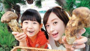 “차마고도 자연송이 맛보세요”