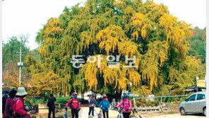 [인천/경기]인천 만의골 은행나무 천연기념물 추진