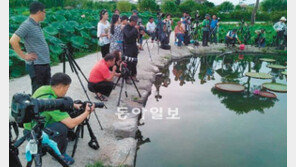 [대전/충남]연꽃축제 끝난 궁남지, 밤마다 관광객 발길이…