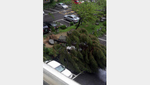 태풍 볼라벤 피해, 전 기상캐스터 안혜경 “철저히 대비할 것”