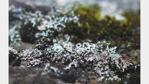 [호남/제주]청정 제주 상징 ‘돌꽃’ 보려오세요