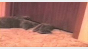 [영상] 고양이 액체설 입증, 좁은 문틈 통과 “뼈가 없나”