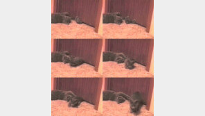 고양이 액체설 입증 “저 좁은 틈새를 어떻게…”