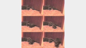 [영상] 고양이 액체설 입증! 보고도 믿기 어려워, “마술 쇼 보는 기분”