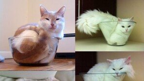 [영상] 고양이 액체설 입증 동영상 화제, 다른 입증 사진들도 속속 등장