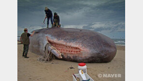 영국 8세 소년,  ‘바다의 로또’ 용연향 발견…싯가 7200만원 ‘대박’