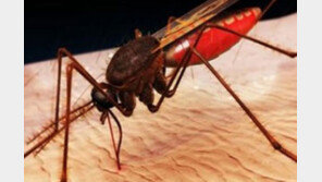 모기 잘 물리는 이유, 알고보니 ‘땀 많은탓 아냐’