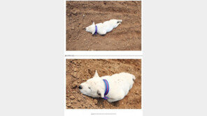 시골의 흔한 강아지, 눕는 곳마다 ‘우리집’ 탈바꿈