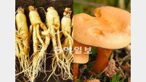 독감 잡는 인삼… 노화 막는 버섯… 의약품 재료도 신토불이