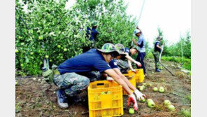 [호남/제주]강풍 엎친데 폭우 덮쳐… 시커먼 農心