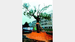 [호남/제주]광주시 “힘내라! 회화나무”