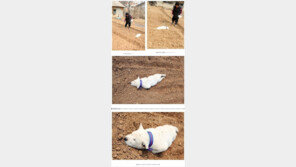 시골의 흔한 강아지, 사진 속 주인공 누군가 했더니… “인터넷 유명인사!”