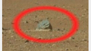 [영상] 화성 물고기 화석 발견?, “수면위로 머리내민 물고기 같아”