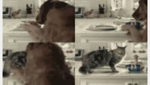 [영상] 멍멍이의 완전 범죄, “고양이는 무슨 죄야”