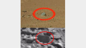 화성 물고기 화석 발견, 무슨 근거로 물고기 화석? “그냥 재미로 봅시다”