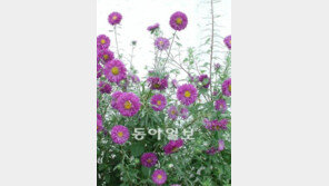 [O2]당신의 가슴속엔 올해도 과꽃이 피었습니까