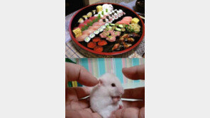 초밥 훔친 범인 ‘허탈’… “날도 더운데 그저 웃지요!”